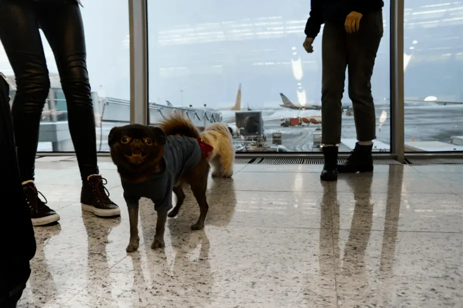 how stressful is flying for dogs