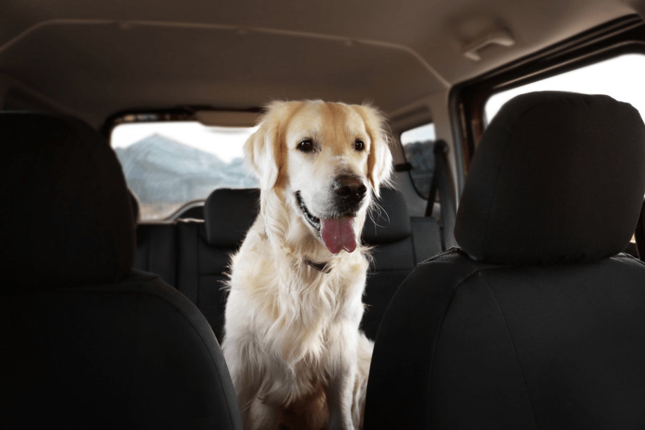 dog in car