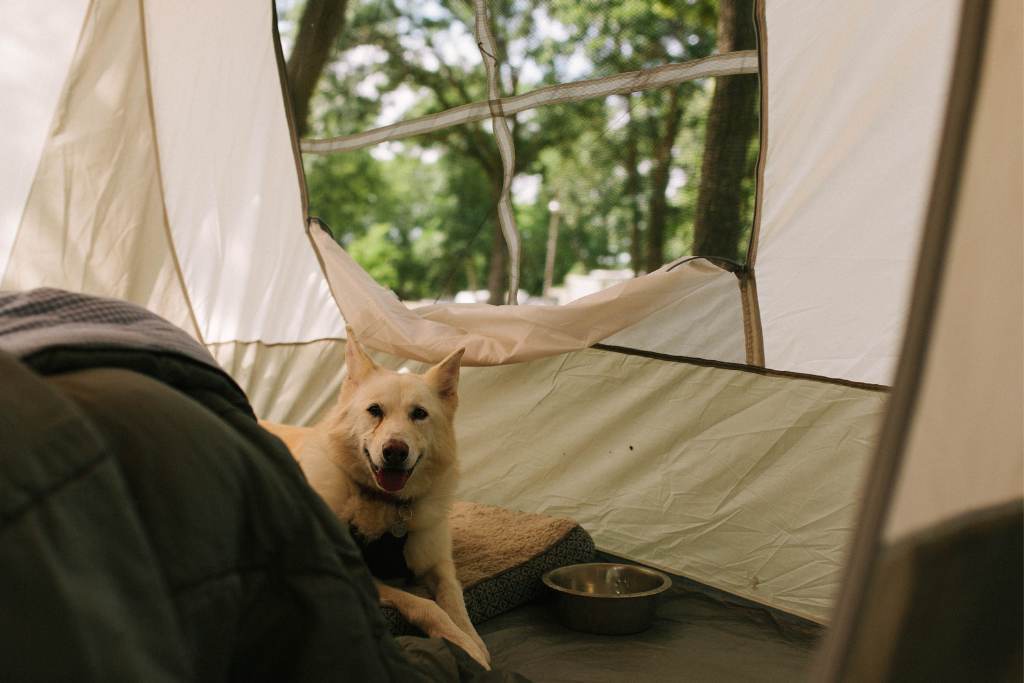 dog in a tent