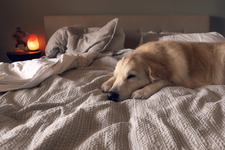 8 Reasons Why Your Dog Scratches The Bed Sheets Dogs Travel Guide