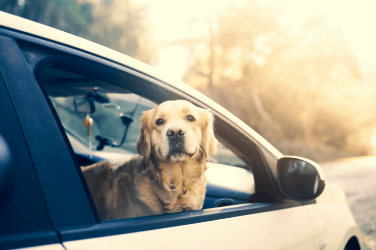 How To Lift A Large Dog Into A Car? Dogs Travel Guide