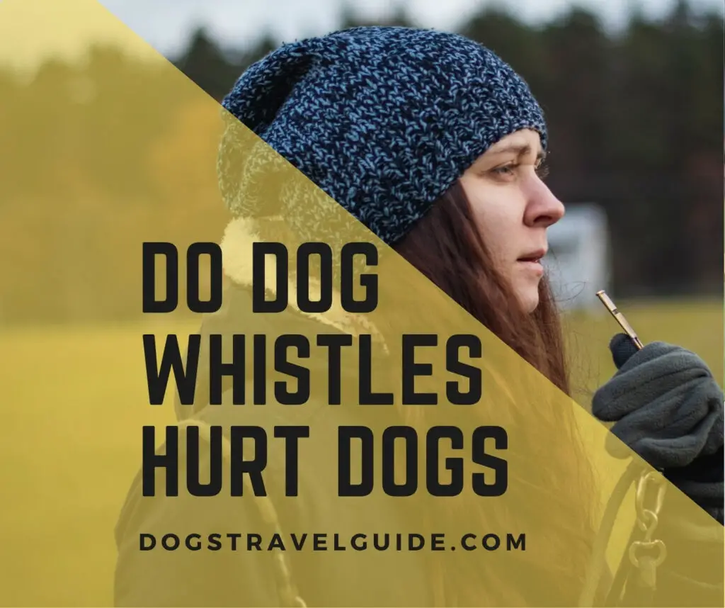 Do Dog Whistles Hurt Dogs?