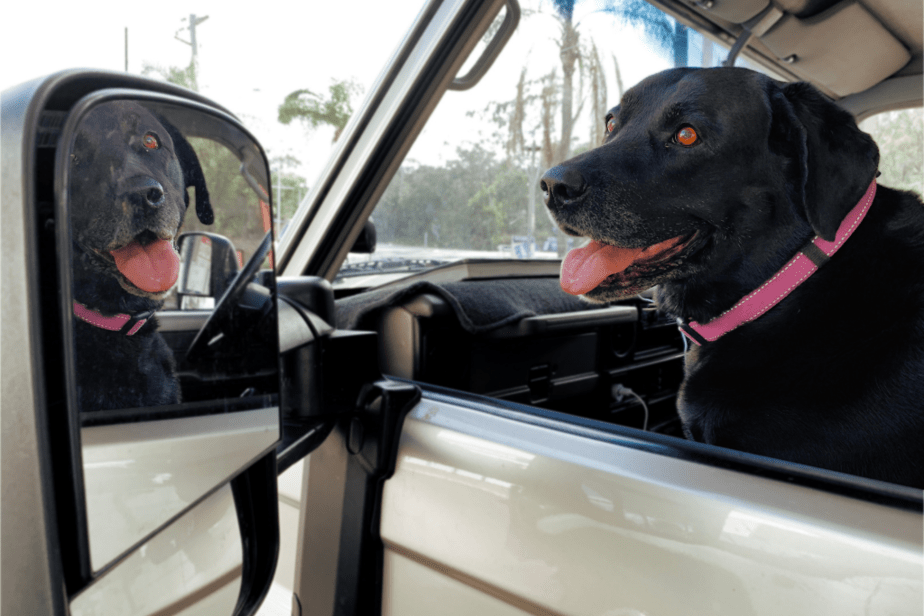 Why Dog Pants In The Car