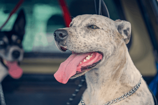 Dog Panting  In The Car