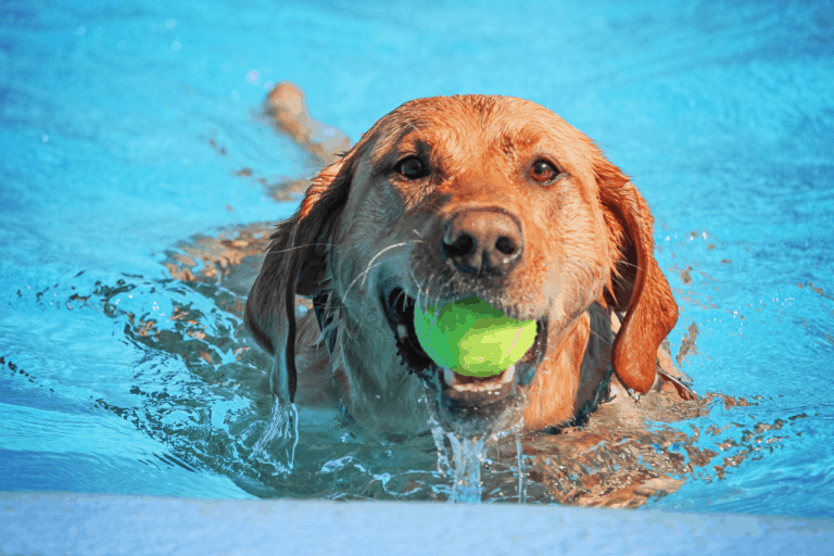 5 Best Dog Ear Plugs For Swimming Dogs Travel Guide