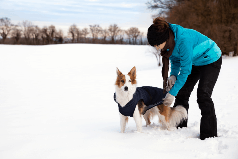 8 Waterproof Dog Coats With Underbelly Protection