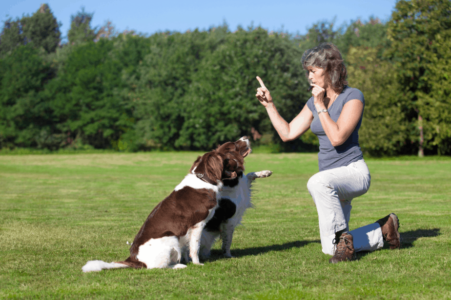 dog whistle hurt dogs