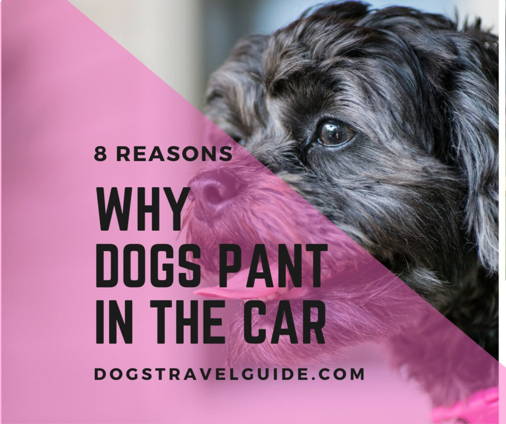 Why Dogs Pant In The Car