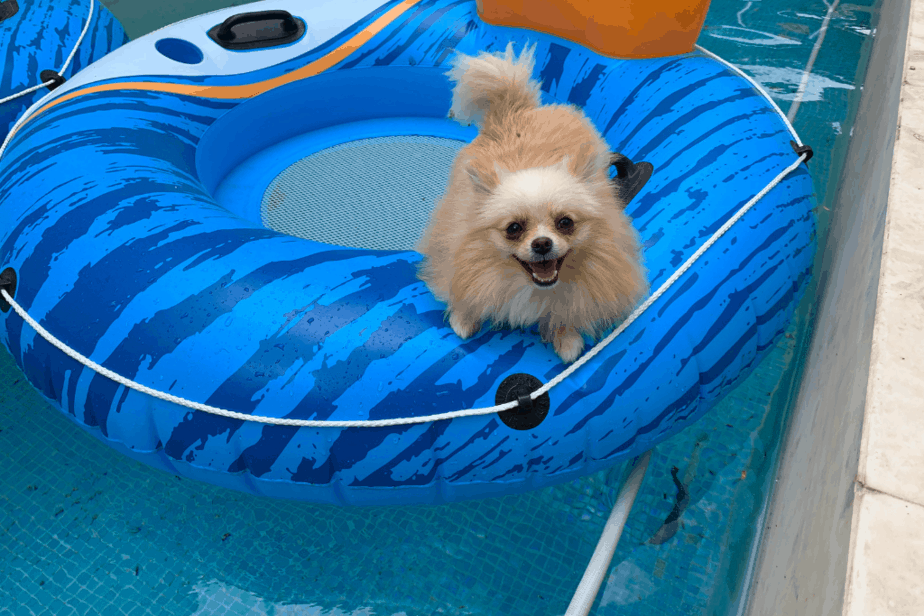 can Pomeranians swim