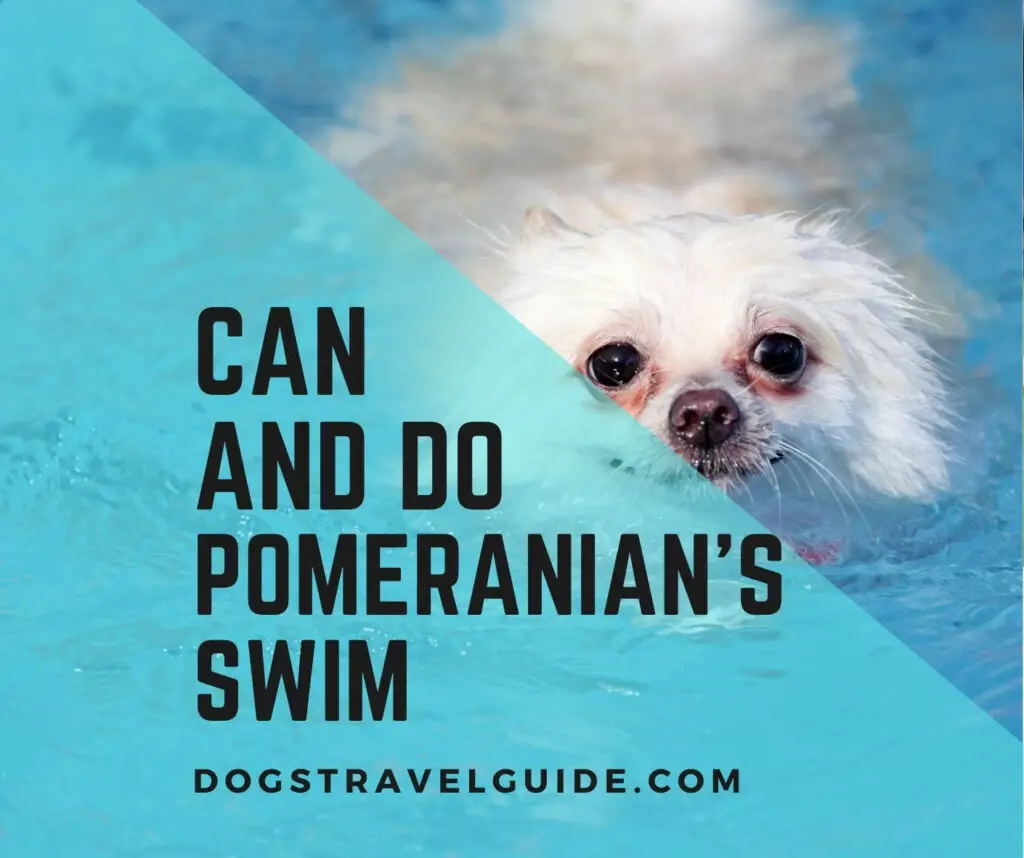 Can Pomeranians Swim? Do they like to Swim?