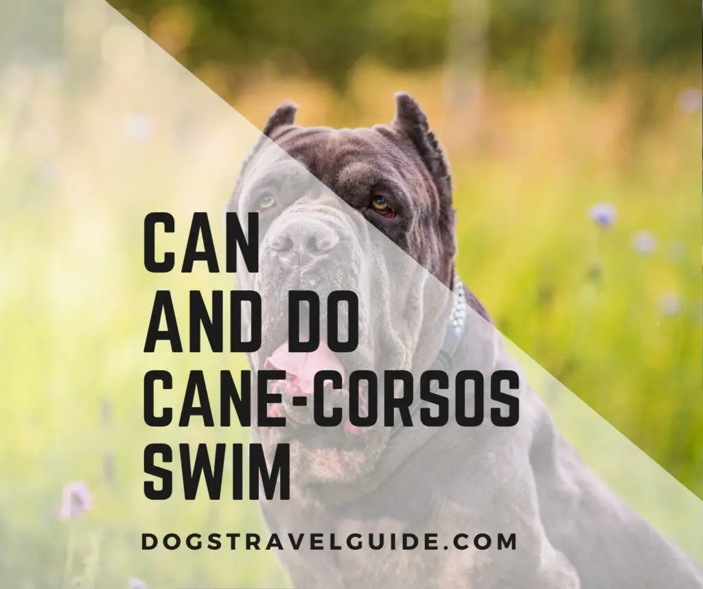 Can Cane Corsos Swim? (Should You Let Them?)