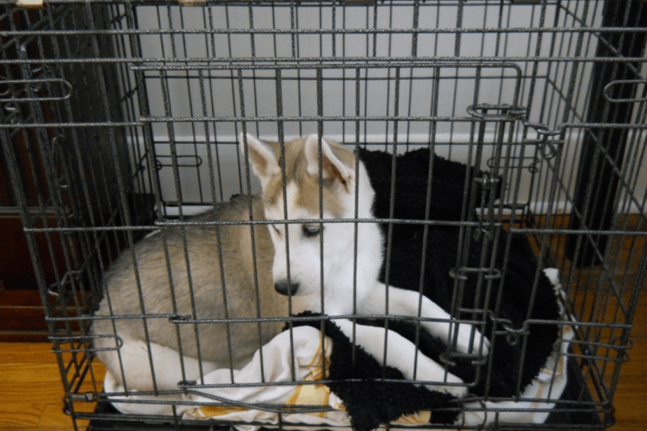 Should I Put My Dog In A Crate At Night?