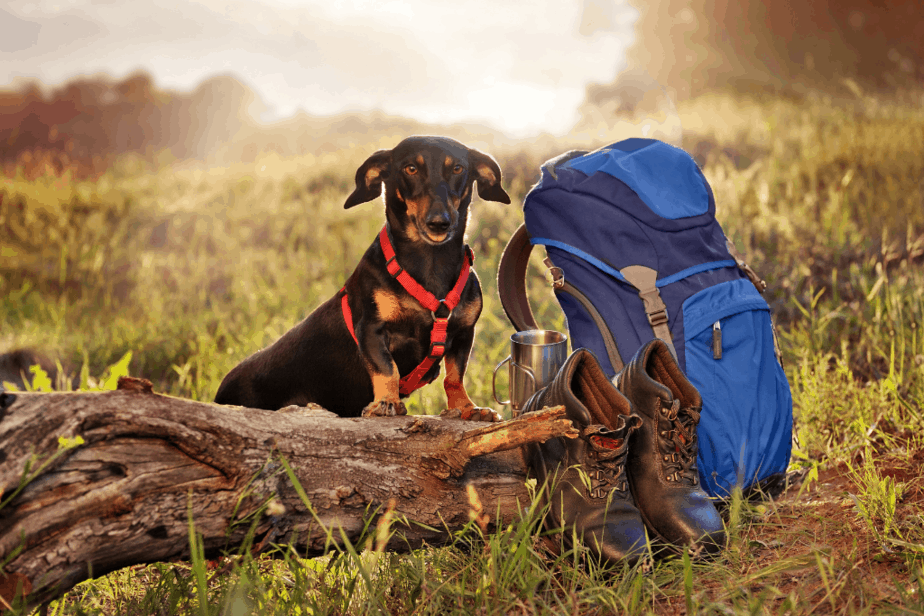 hiking with dachshunds