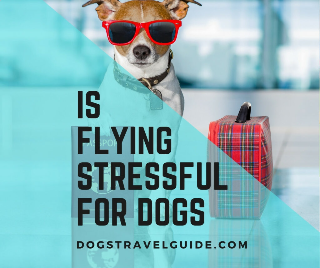 how stressful is flying for dogs