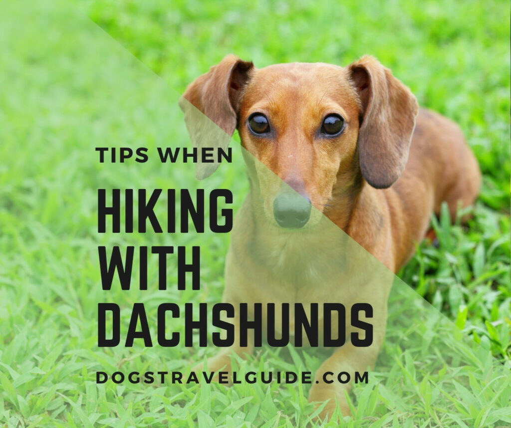 tips while hiking with dachshunds