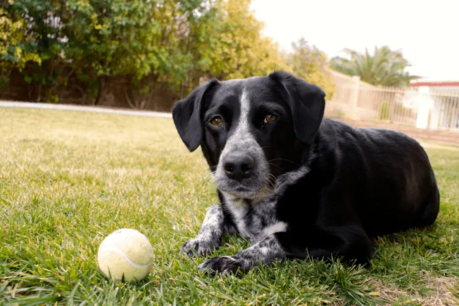 Why My Dog Won't Play Fetch Anymore?