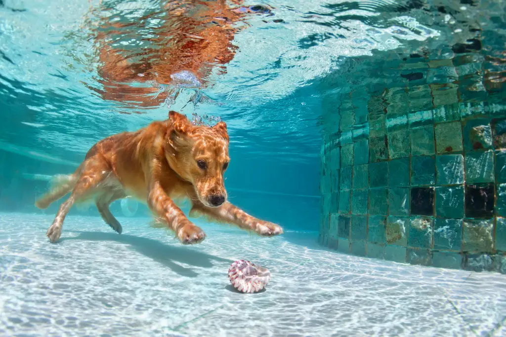 dog holding their breath underwater