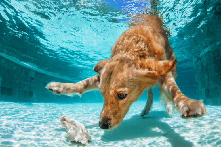 Can Dogs Hold Their Breath Underwater? Dogs Travel Guide