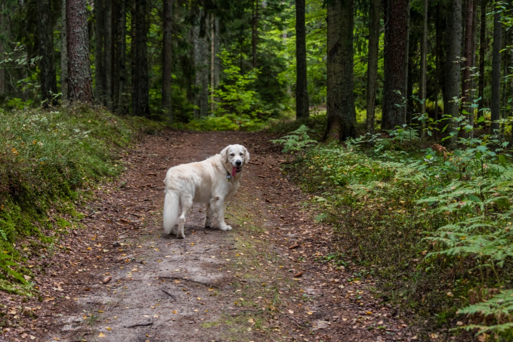 Golden Retrievers Hiking Dogs