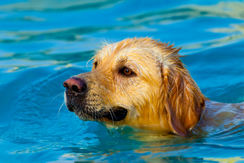 Golden Retriever Swimming