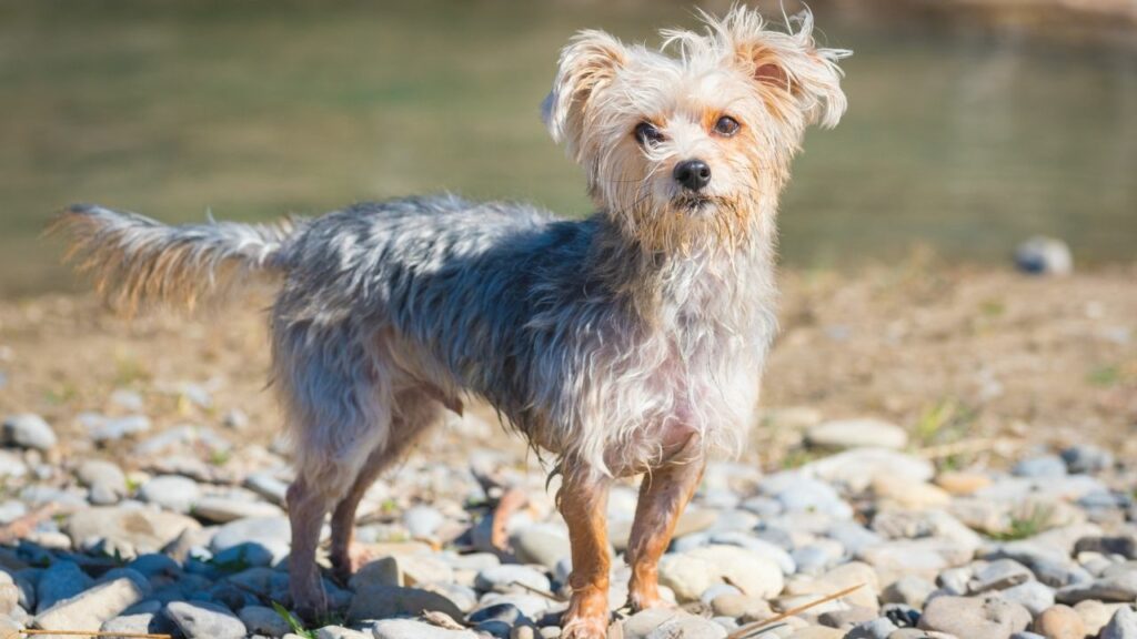  Do morkies like to Swim