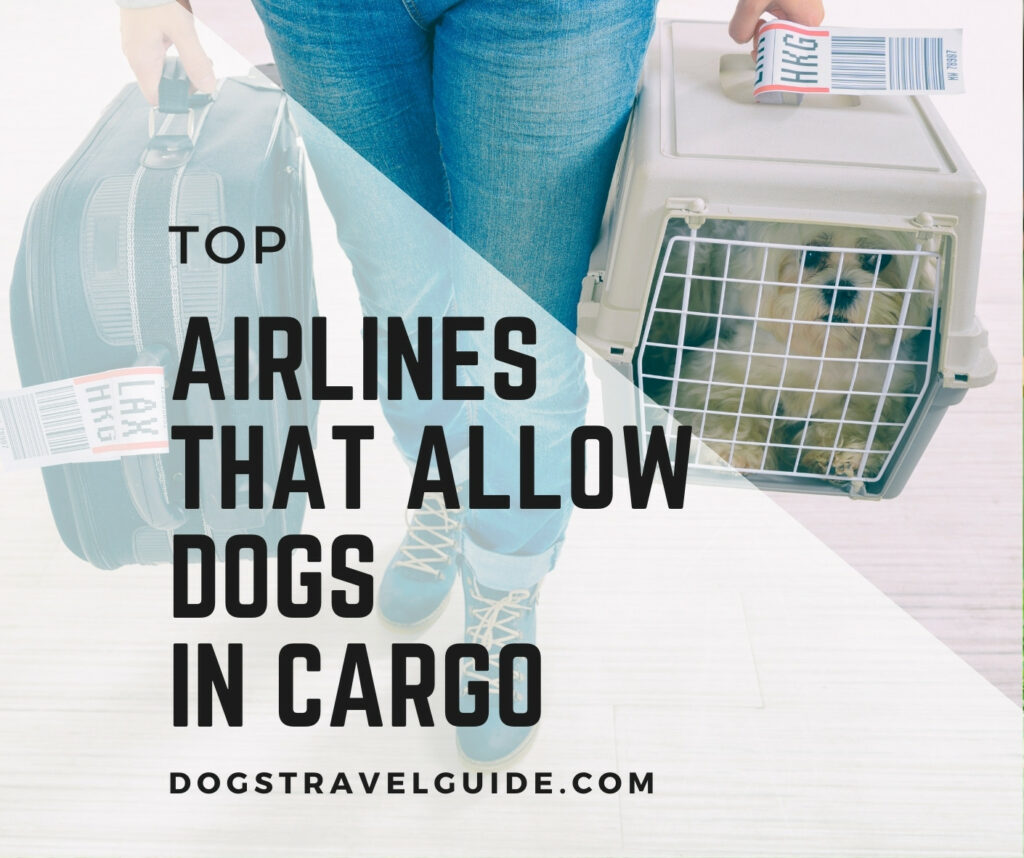 Airlines That Allow Dogs In The Cargo: Weight & Price