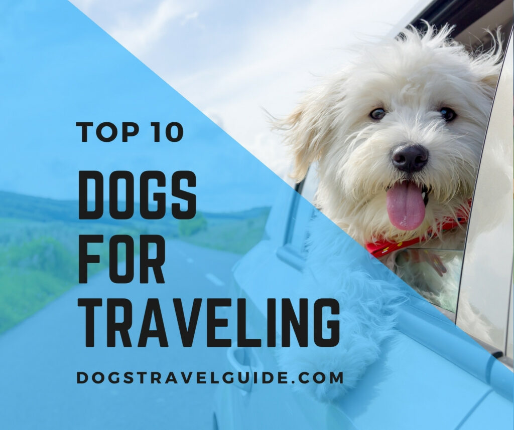 Dogs That Are Perfect For Travel