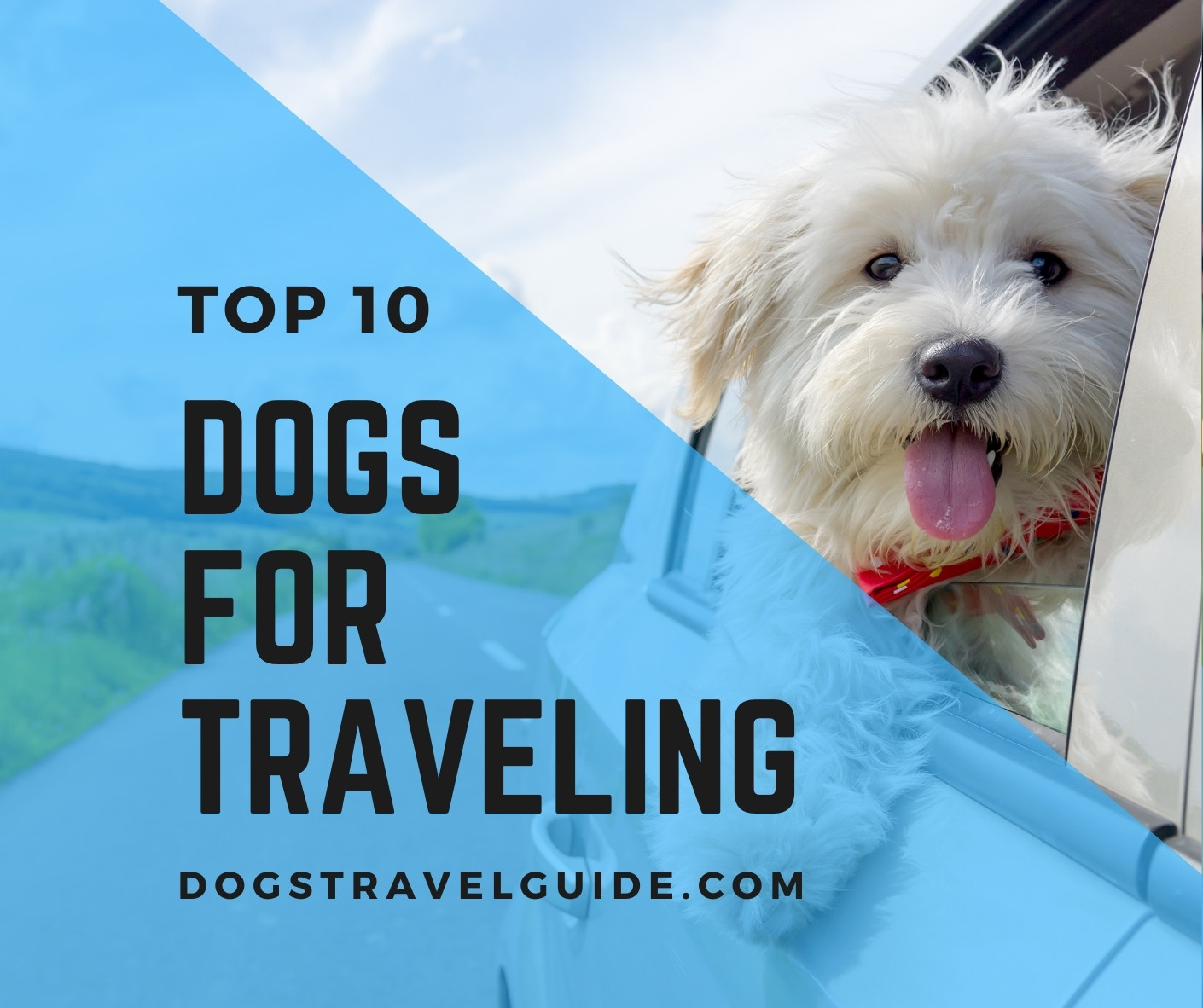 10 Best Dogs That Are Perfect For Travel (With Photos)