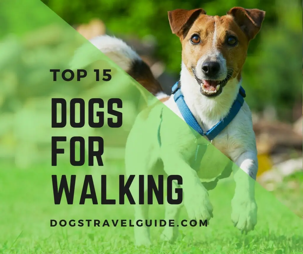 best dogs for walking