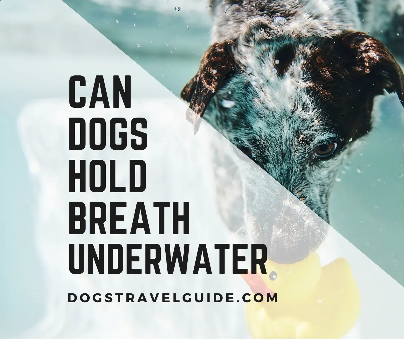 Can Dogs Hold Their Breath Underwater? - Dogs Travel Guide
