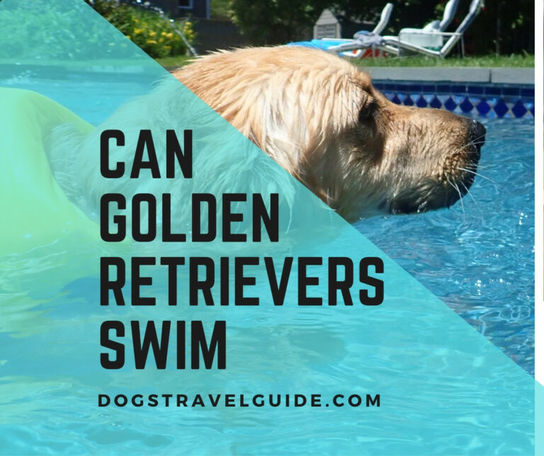 Can (And Should) Golden Retrievers Swim?