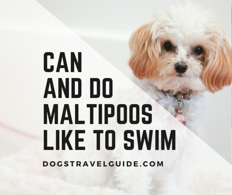 Can (And Do) Maltipoos Like To Swim?