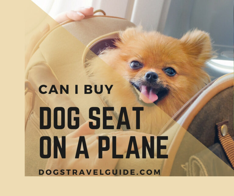 Can I Buy A Seat For My Dog On An Airplane?