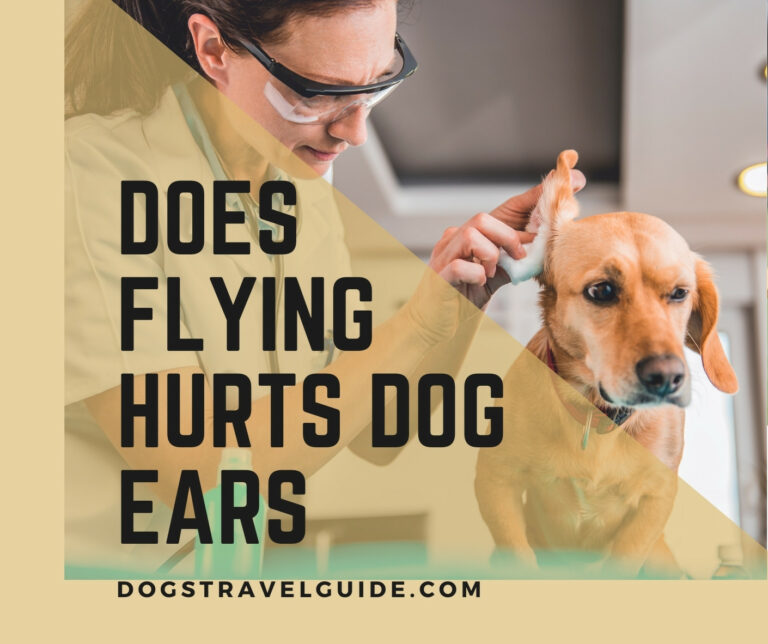 Does Flying Hurt Your Dogs Ears? High Altitude