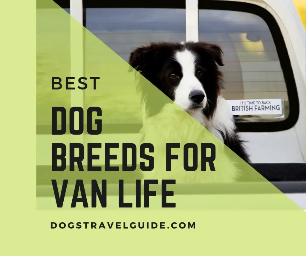 best dog breeds for van life