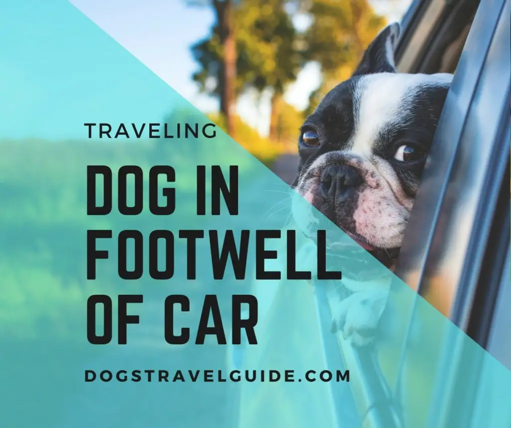 can you travel with dog in footwell of car