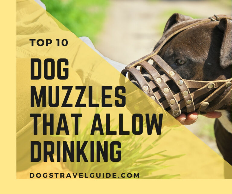 10 Best Dog Muzzles That Allow Drinking
