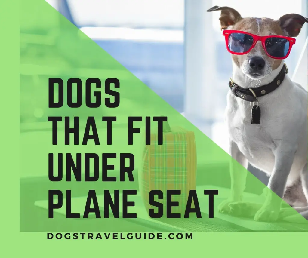 dog that fits under plane seat