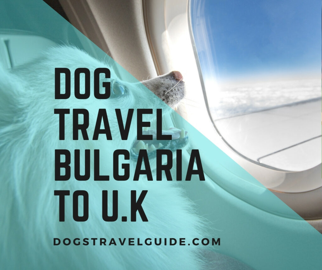 dog traveling from bulgaria to uk