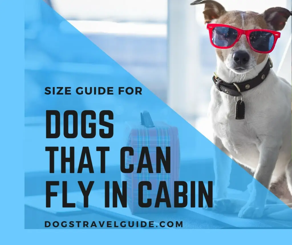 dogs that can fly in cabin