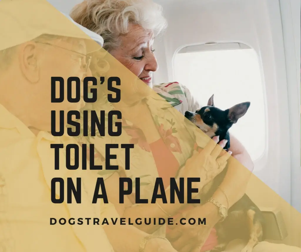 How Do Dogs Go To The Bathroom On A Plane?