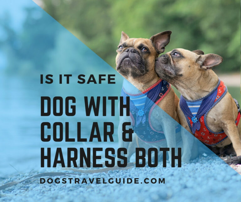 dogs with collars and harness