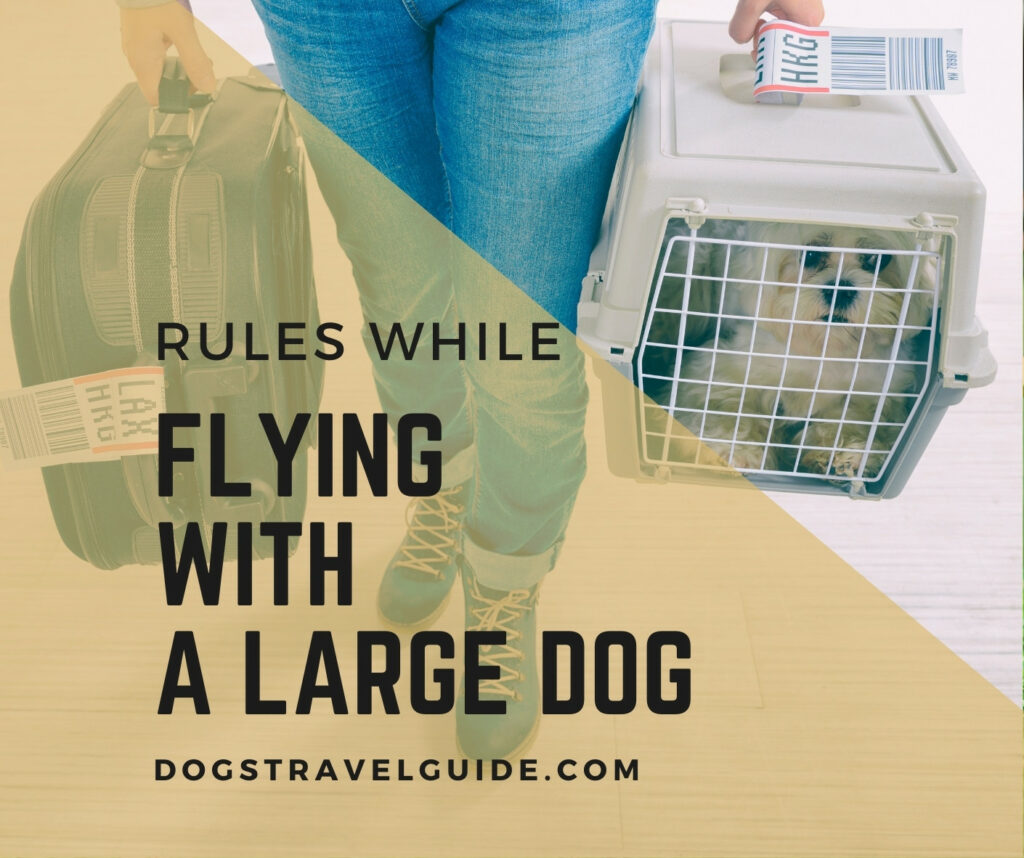 Rules while flying with a large dog