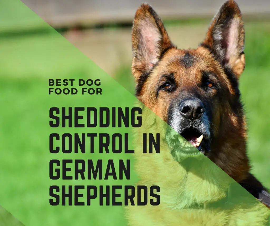 Dog Foods for Shedding Control