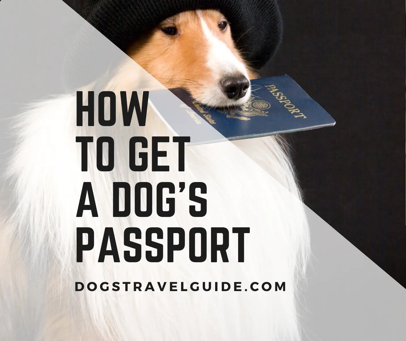 travel passport for dog