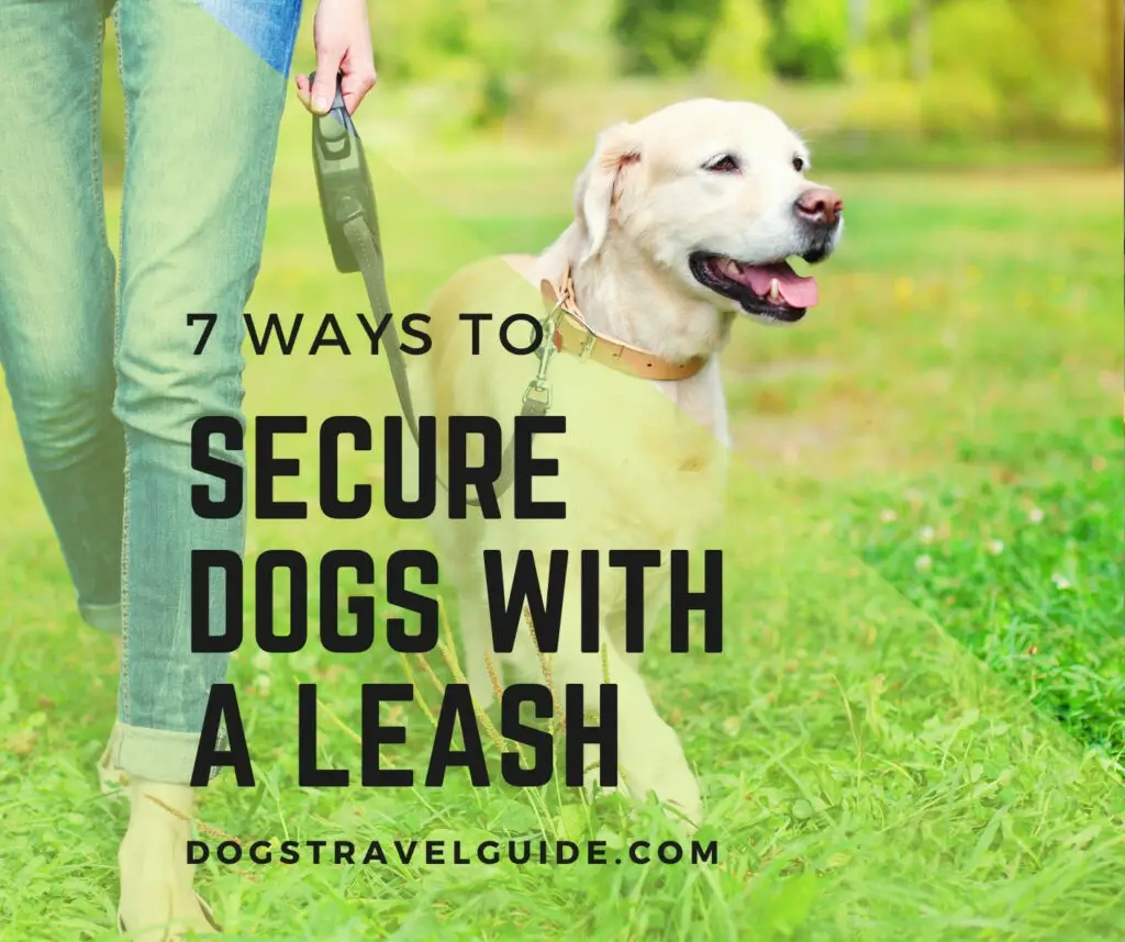 7 Ways To Secure Dog In Car With Leash