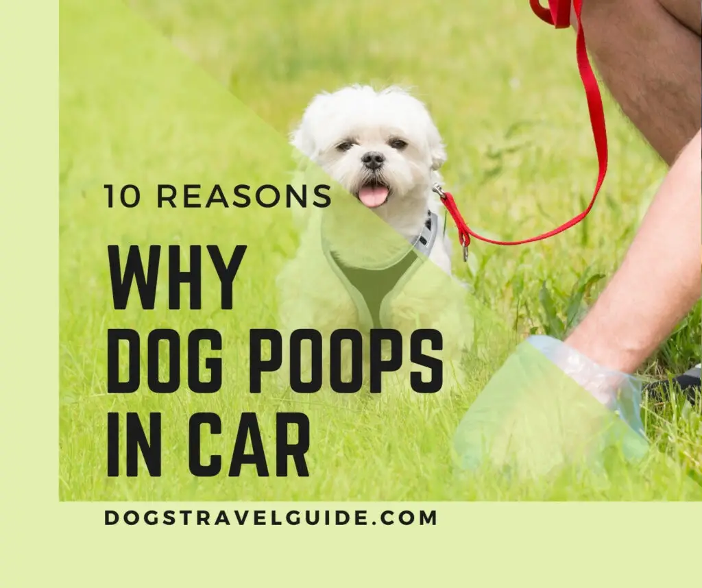 Why Your Dog Poops In The Car