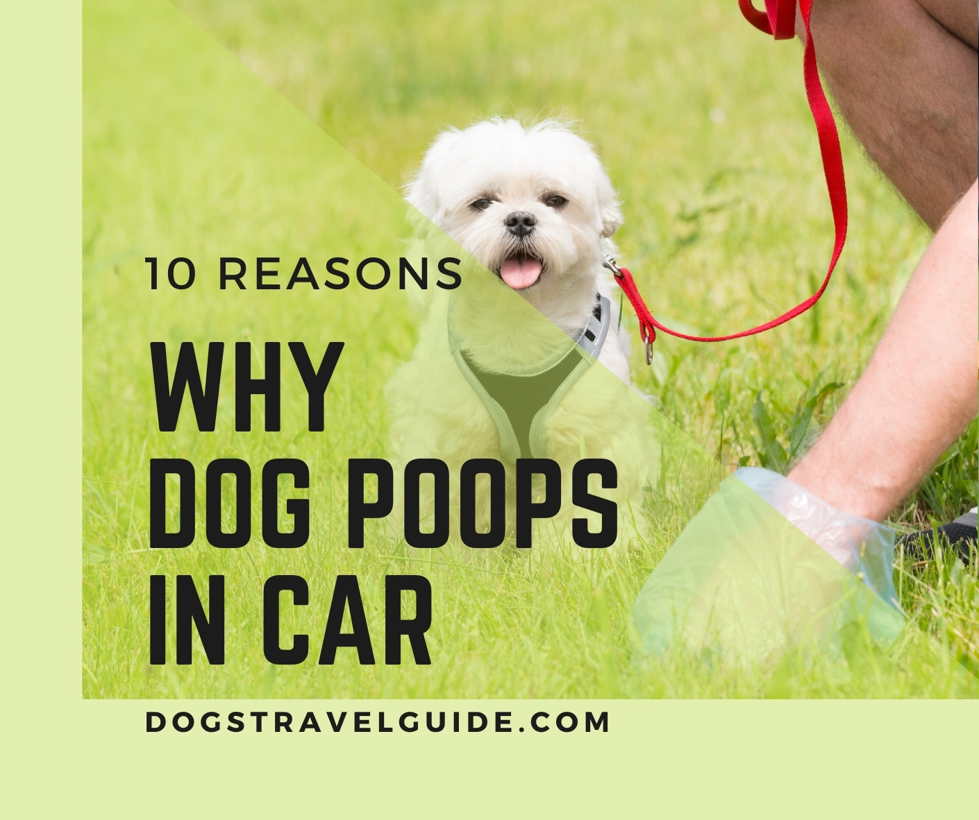 10 Reasons Why Your Dog Poops In The Car Dogs Travel Guide