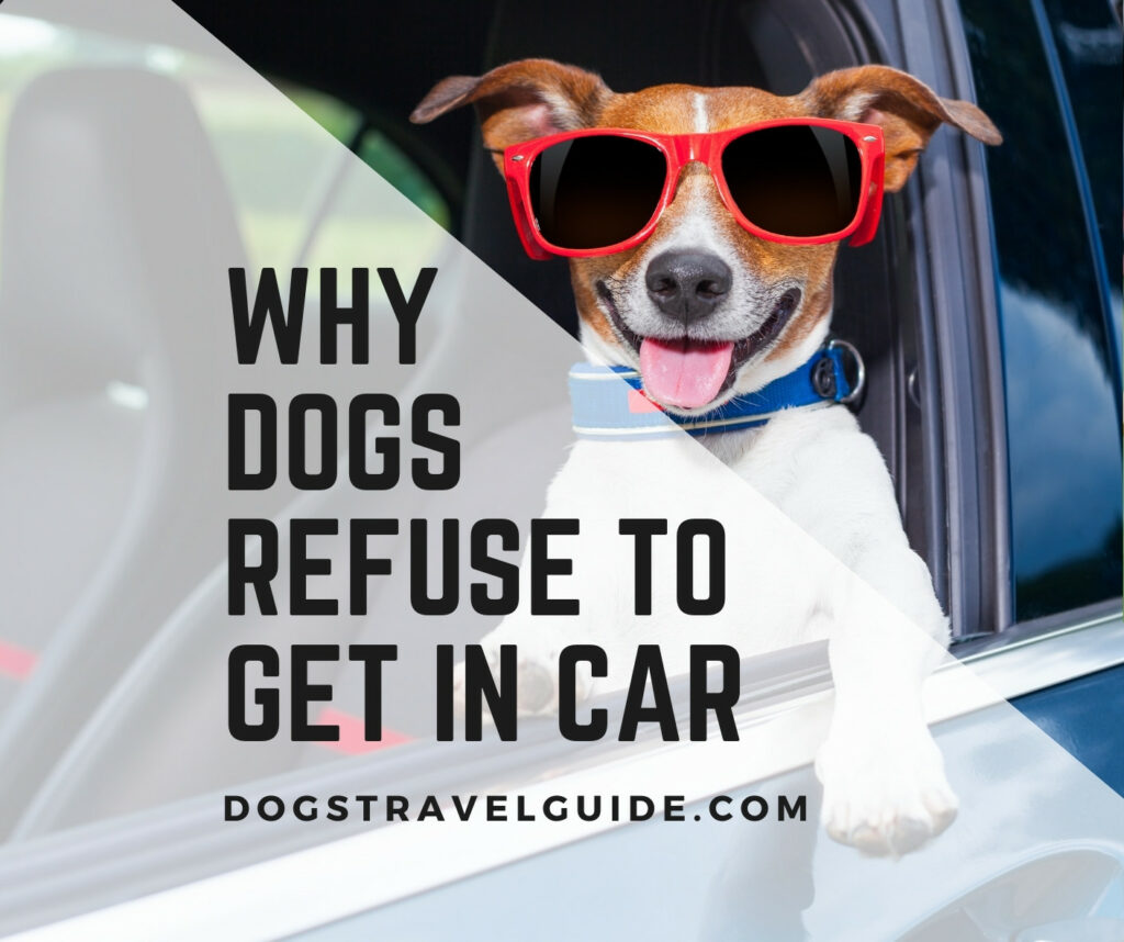 why dogs refuse to get in car