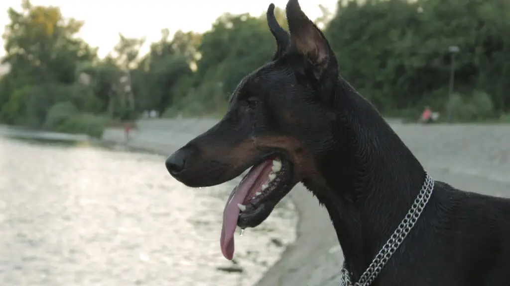 Do Dobermans like water and Swimming?